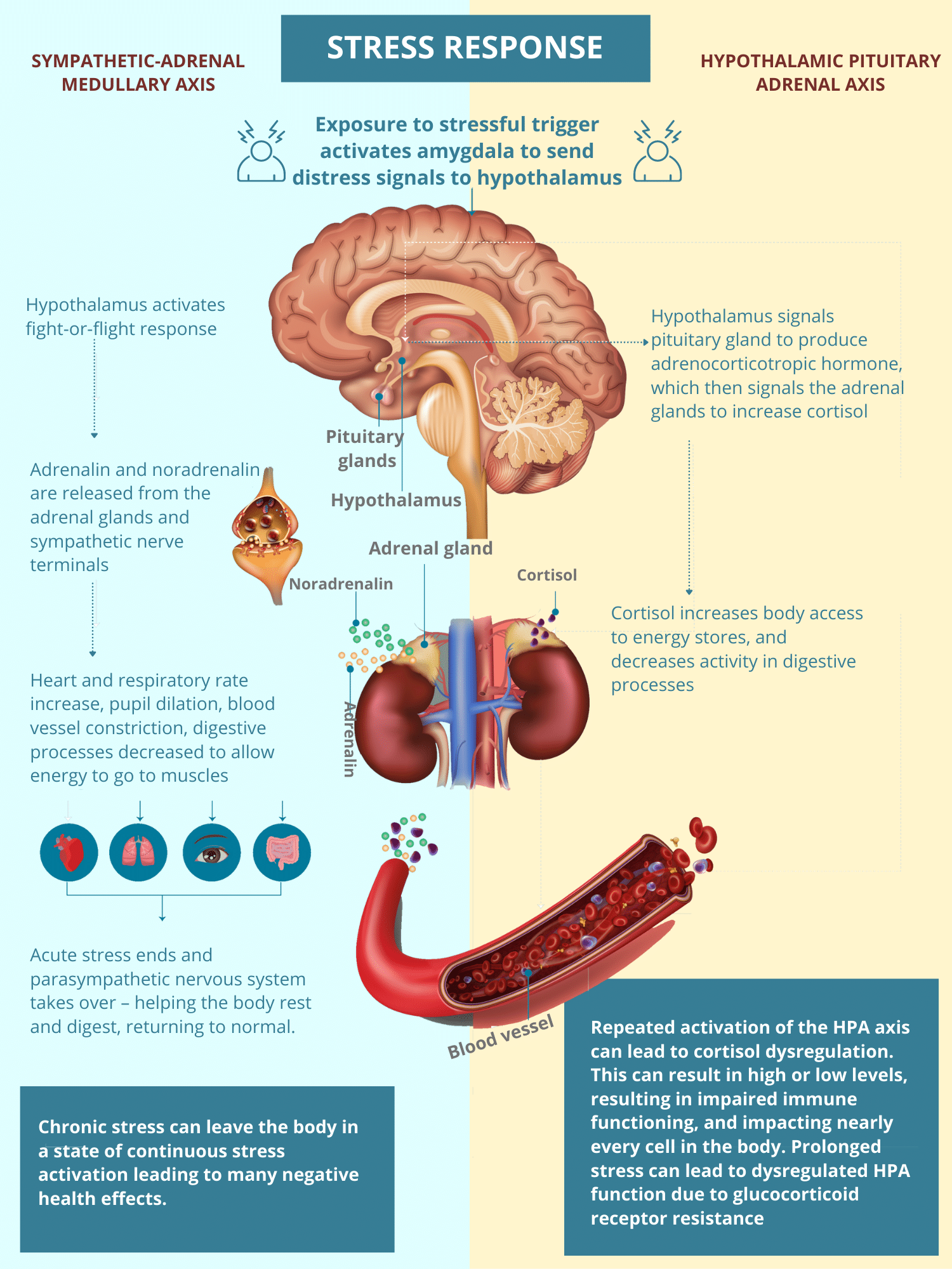 stress response 